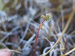 Micranthes nivalis