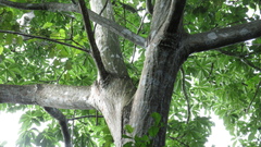 Pseudobombax septenatum