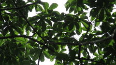 Pseudobombax septenatum