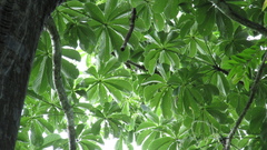 Pseudobombax septenatum