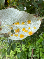 Taphrina populi-salicis