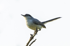 Polioptila nigriceps