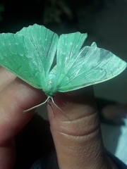 Geometra papilionaria