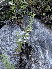 Scutellaria californica