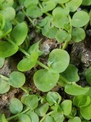 Micranthemum umbrosum