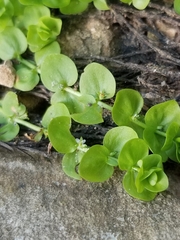 Micranthemum umbrosum