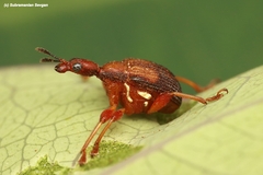 Parapoderus submarginatus