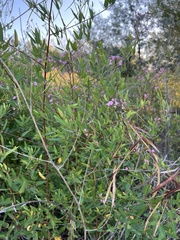 Apocynum lancifolium