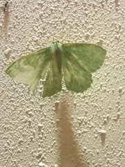 Geometra papilionaria