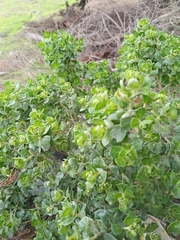 Baccharis vernalis