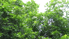 Vatairea erythrocarpa