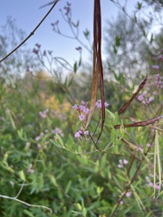 Apocynum lancifolium