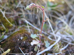 Saxifraga cernua