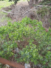 Baccharis vernalis