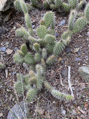 Opuntia cymochila