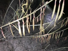 Astragalus lonchocarpus