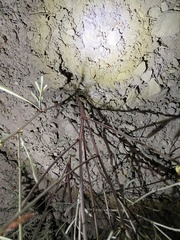 Astragalus lonchocarpus