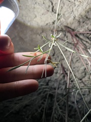 Astragalus lonchocarpus