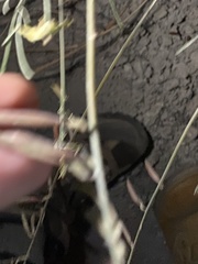 Astragalus lonchocarpus