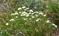 Leptosiphon nuttallii