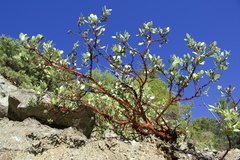 Arctostaphylos bakeri