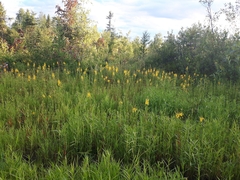 Lysimachia terrestris