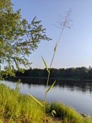 Dichanthelium columbianum