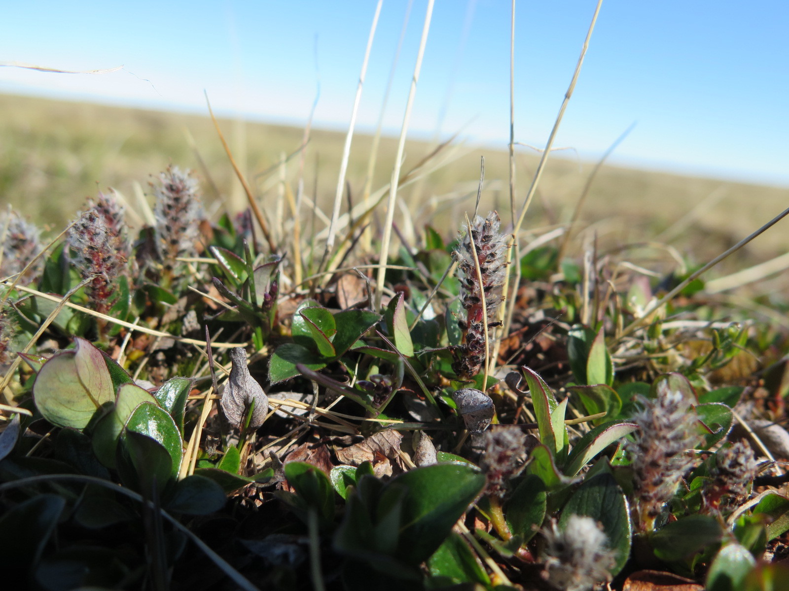 Salix phlebophylla
