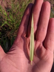 Dichanthelium columbianum