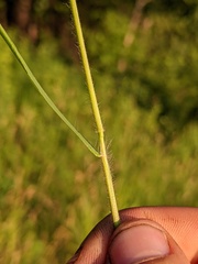 Dichanthelium columbianum