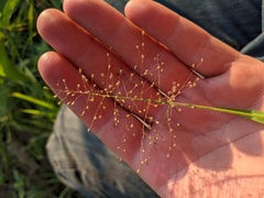 Dichanthelium columbianum