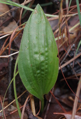 Nervilia holochila