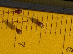 Dichanthelium columbianum