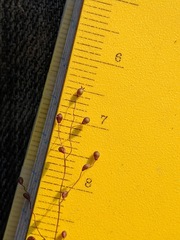 Dichanthelium columbianum