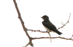 Stelgidopteryx serripennis