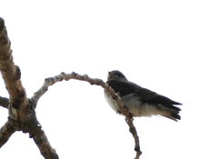 Stelgidopteryx serripennis