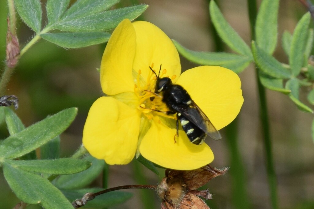 Stratiomys barbata