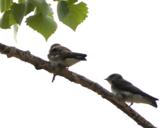 Stelgidopteryx serripennis