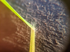 Dichanthelium columbianum