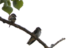 Stelgidopteryx serripennis