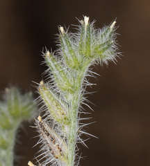 Cryptantha echinella