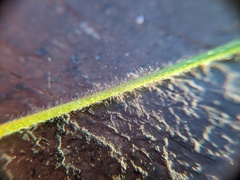 Dichanthelium columbianum