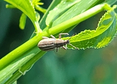 Aphrastus taeniatus