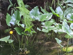 Nuphar japonica