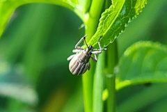 Aphrastus taeniatus