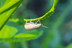 Aphrastus taeniatus