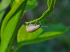 Aphrastus taeniatus