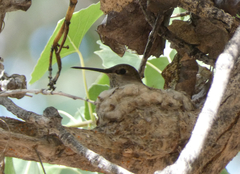 Archilochus alexandri