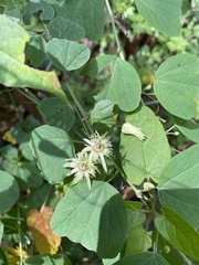 Passiflora pavonis
