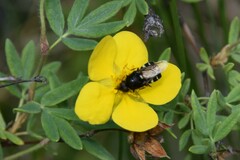 Stratiomys barbata